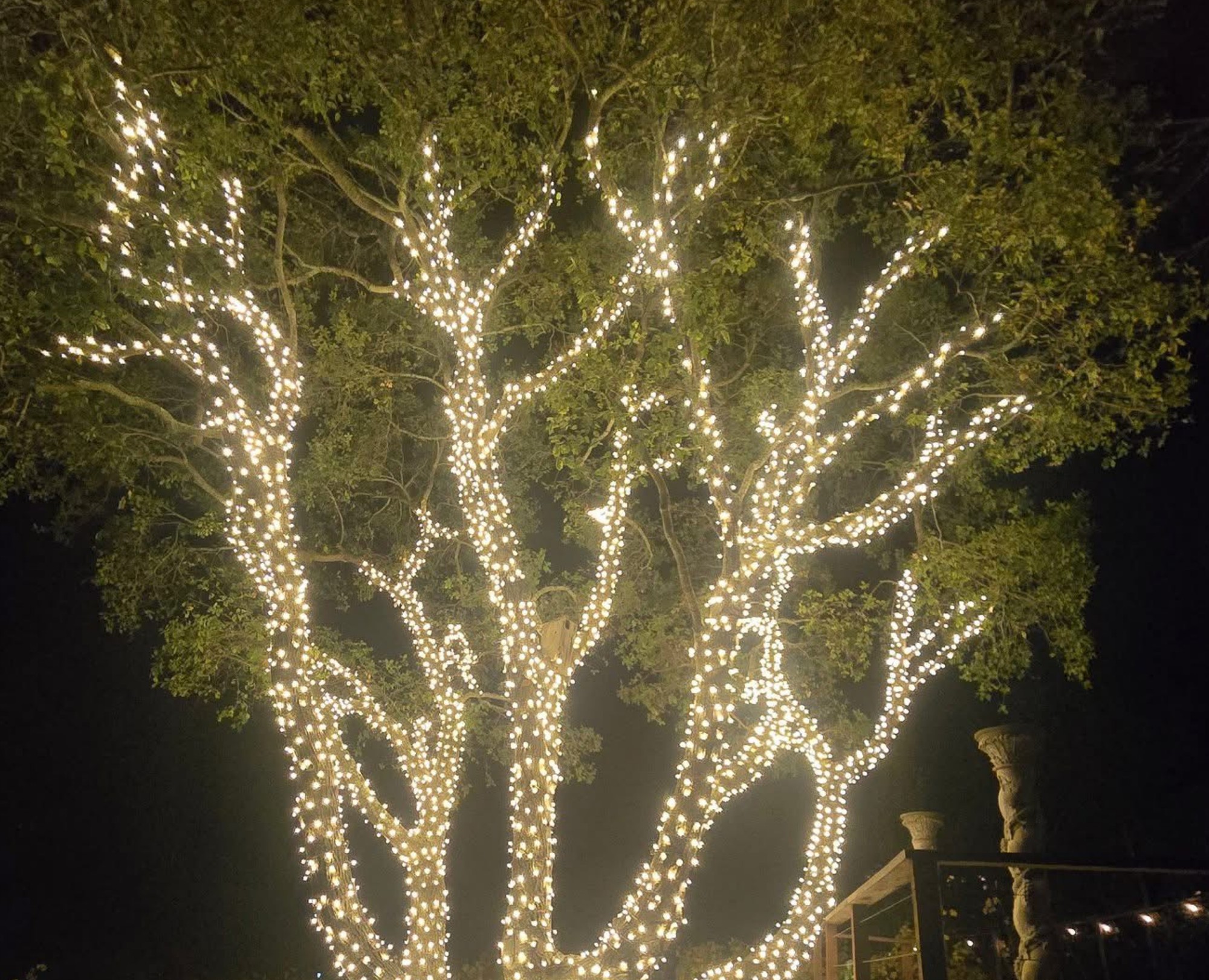 Tree branches meticulously wrapped with warm white holiday light strands